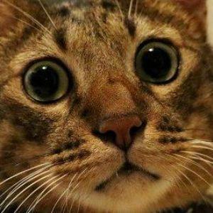 Makgi avatar