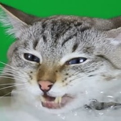 kupeezys FACEIT avatar
