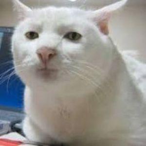 Krattet avatar