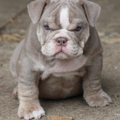 Faceit profile picture for @bulldogs