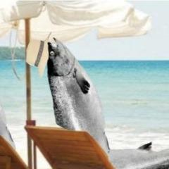 CL_Salmon avatar
