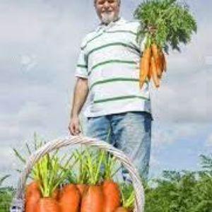 Carrotfarmer avatar
