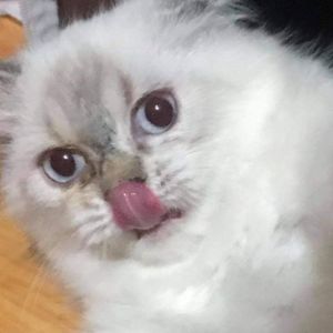 Jecchi