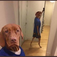 Chocobronson avatar