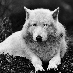team_BabeWolf