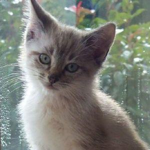 Snakk00722 avatar