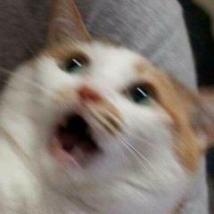 1fallsbimsl avatar