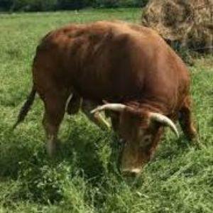 DieRasur avatar