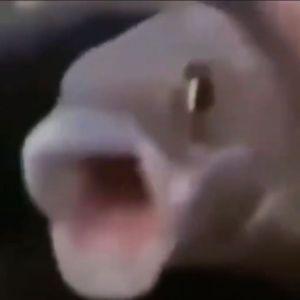 VOREXING avatar