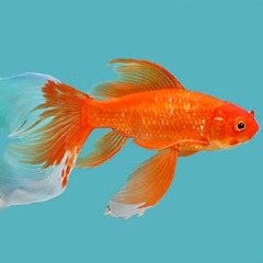 Fishvius
