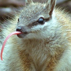 Numbat123