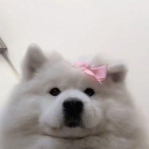 orihomo avatar