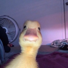 wh0_dat_boi