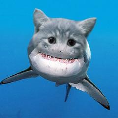 SharkCatnado avatar