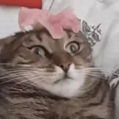 Pichuhe avatar