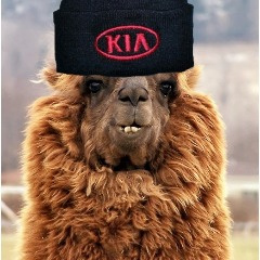 KiasDaLlama avatar