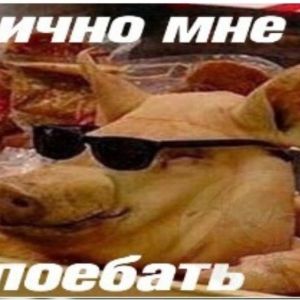 team_Dikiyzver228