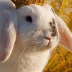 CowboyRabbit avatar