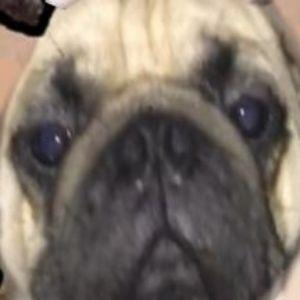 theganxe