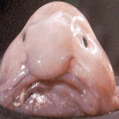 Fernandex