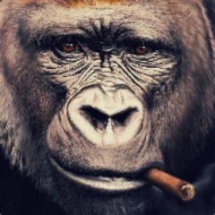 hashbaskeren avatar