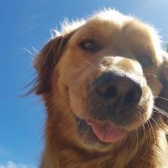 doggieeee avatar
