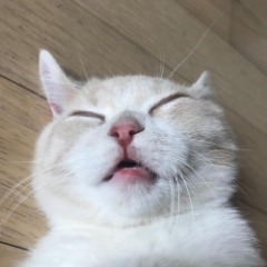 PANONO