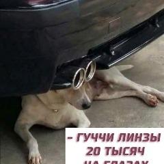 Dogep avatar