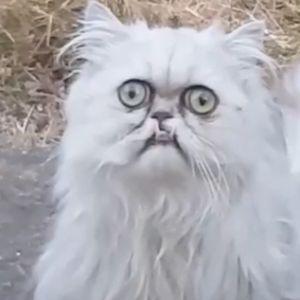 mintcoder