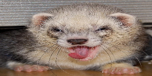 KINGSLEY