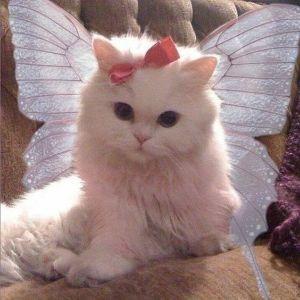 doslez avatar