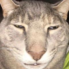 Diamondsteav avatar