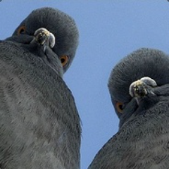 GolUb227 avatar