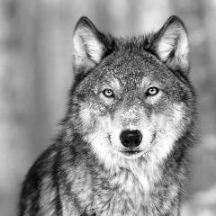 LittleWolfs
