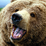 Baer-G
