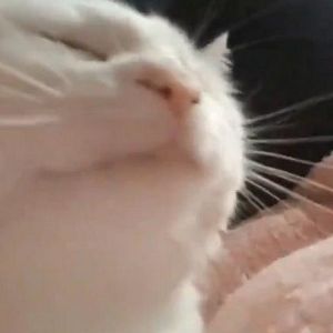 -dak0ta avatar