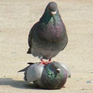 Mr_Pigeon avatar