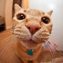 Player Dimanqa avatar