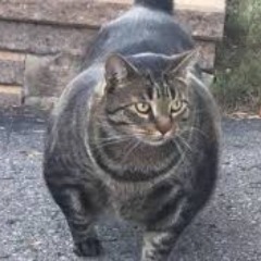 Pabnik avatar