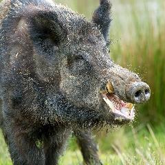 SkinnyBoar avatar