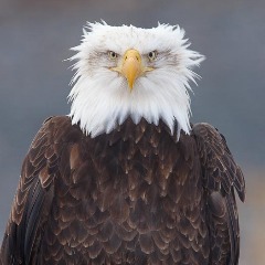 GjoleE