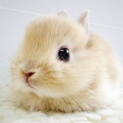 PiggySs