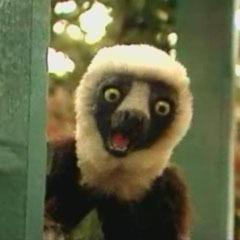 Zabumafu avatar