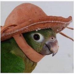 Ekorzz avatar