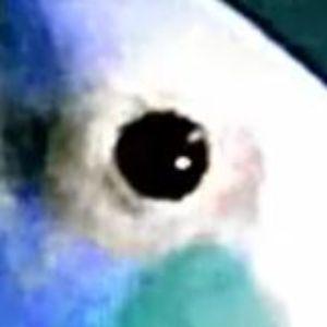 coolb1rd avatar