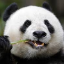 panda19 avatar