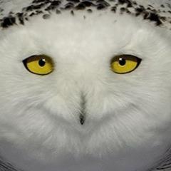 Player onetaplowtab avatar