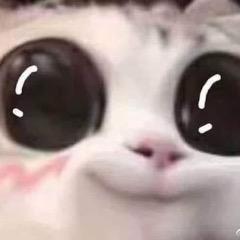 roketpuddy avatar