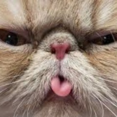 Drescher FACEIT avatar