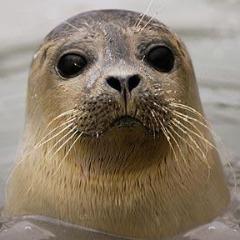 Player Mindulis avatar